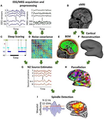 A Novel Approach to Estimating the Cortical Sources of Sleep Spindles Using Simultaneous EEG/MEG